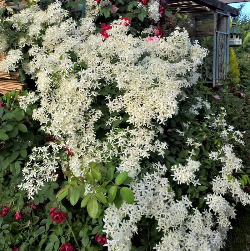 CLEMATIS mandschurica - манджурски клематис (9562)